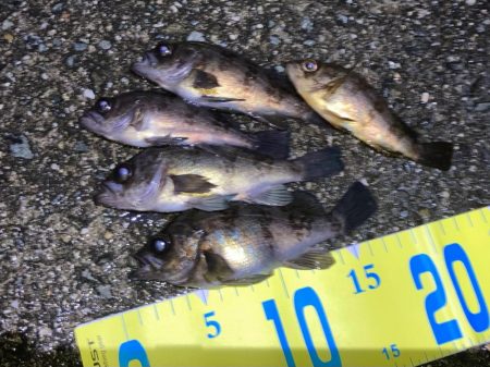 メバリングin明石