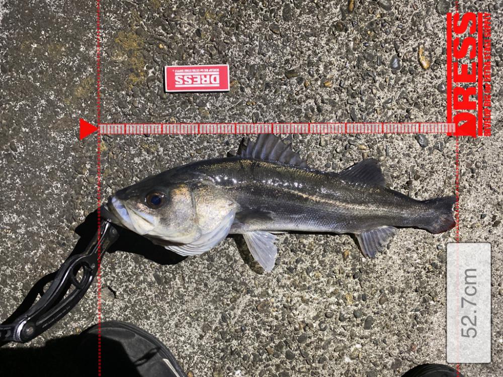 アフターに加え奇形かな…切なくなった。