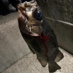 過去一のメバル!