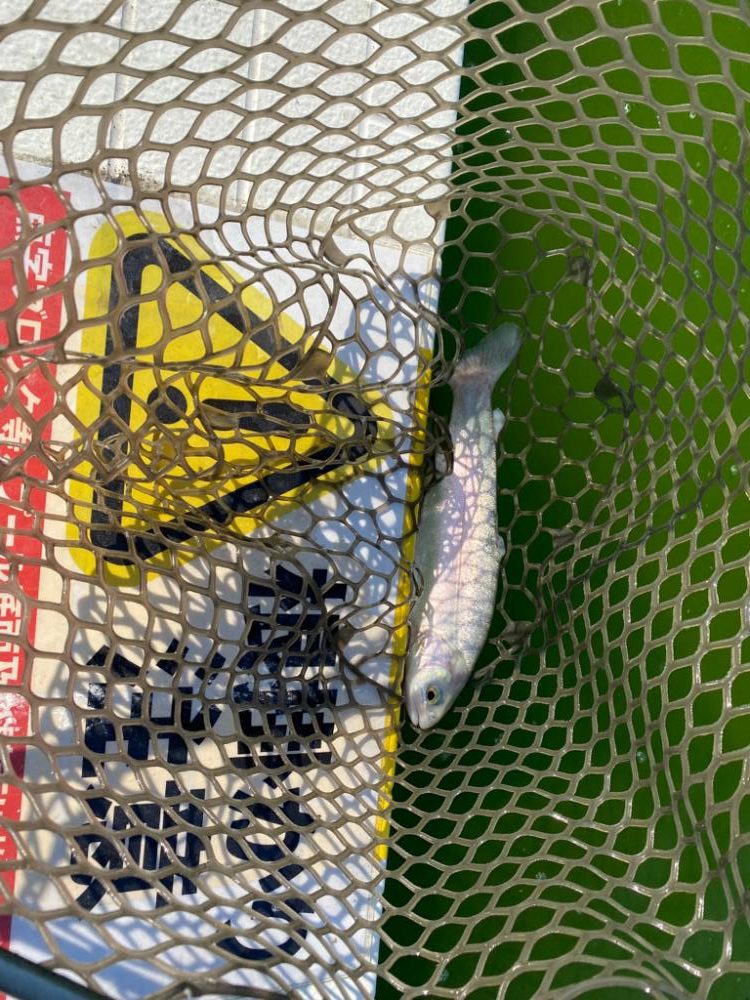 服部緑地　エリアトラウト