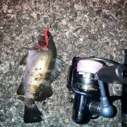 お散歩フィッシング