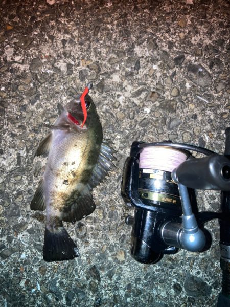 お散歩フィッシング