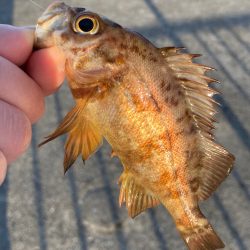 早朝のメバリング