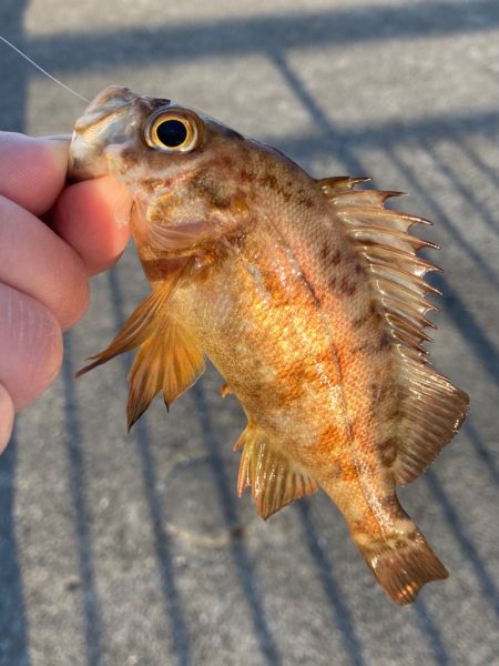 早朝のメバリング