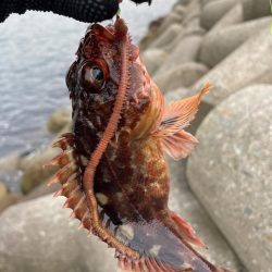 メバル狙いがガシラ祭りに