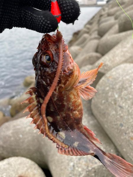 メバル狙いがガシラ祭りに