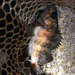 AMからのメバリング