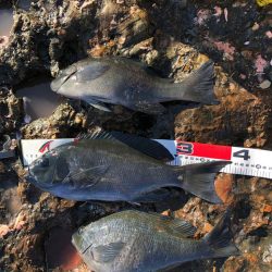 寒グレ  フカセ釣り