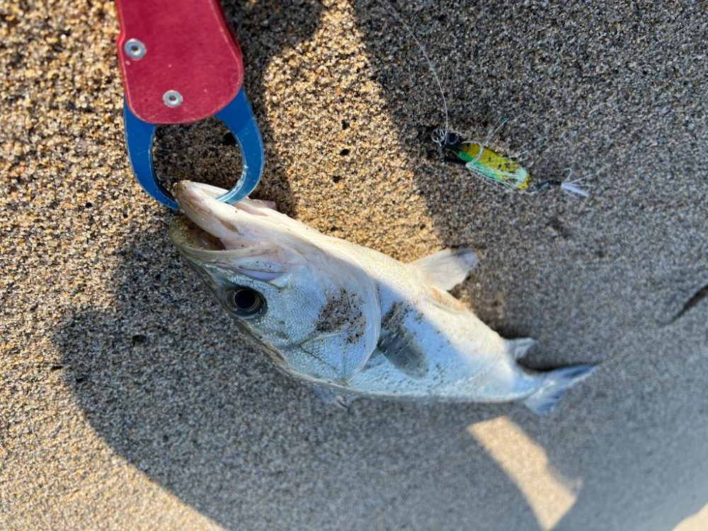 2022初シーバスは産卵期なのでサーフで!!