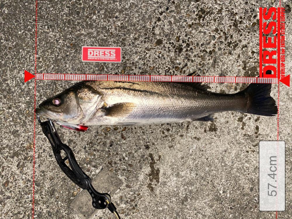 久々のシーバスちゃん