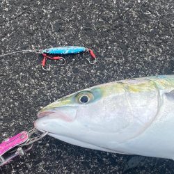 ナブラが消えたあと