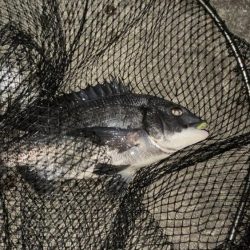 メバリングナイト