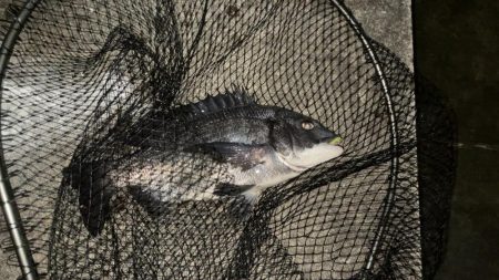 メバリングナイト