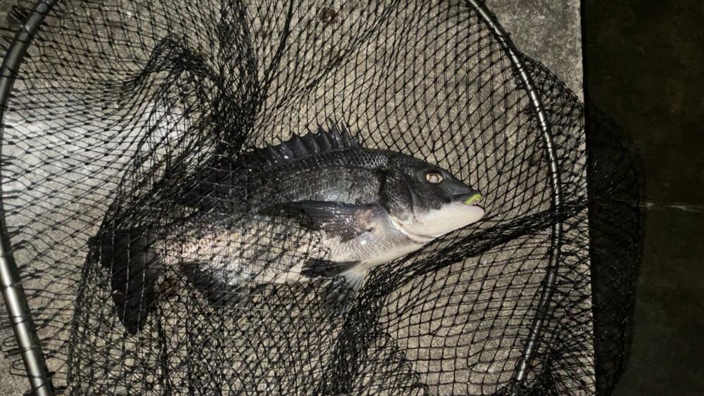 メバリングナイト