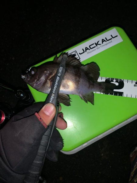 久しぶりの釣果UP♪