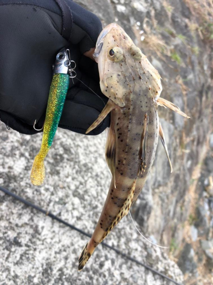 激熱コノシロパターン