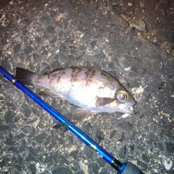 ウォーキングフィッシング