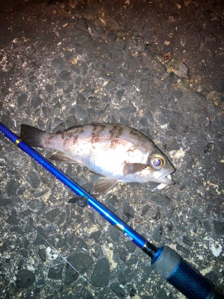 ウォーキングフィッシング