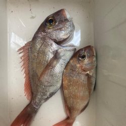 一つテンヤリベンジならず..