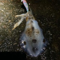 アジとイカと青物