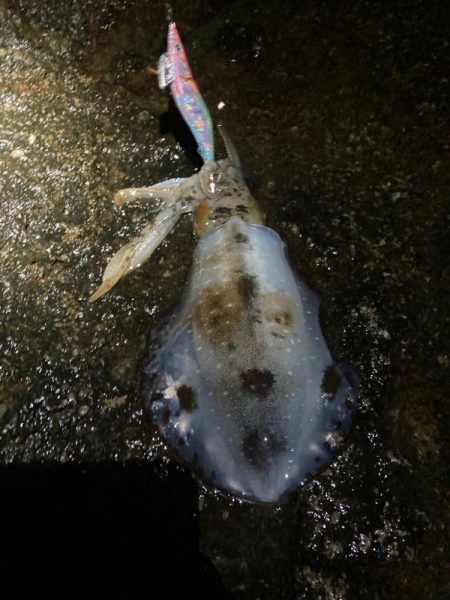 アジとイカと青物