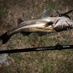 年明けファーストシーバス