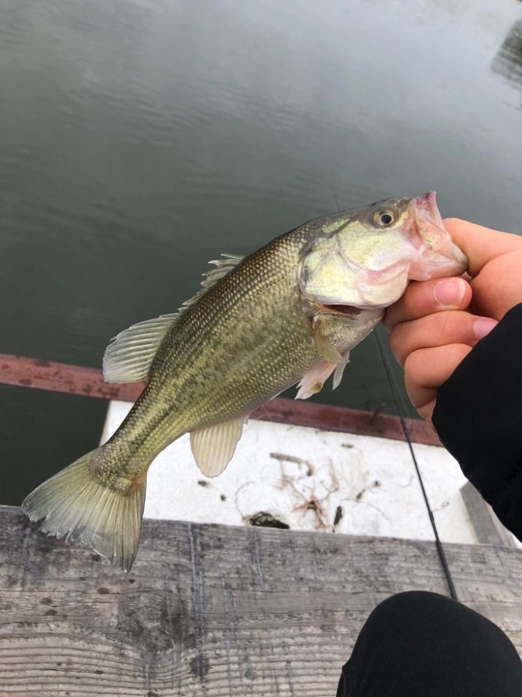 真冬の水藻フィッシングセンター