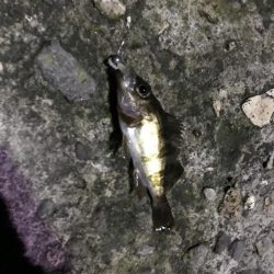 アジングのはずが