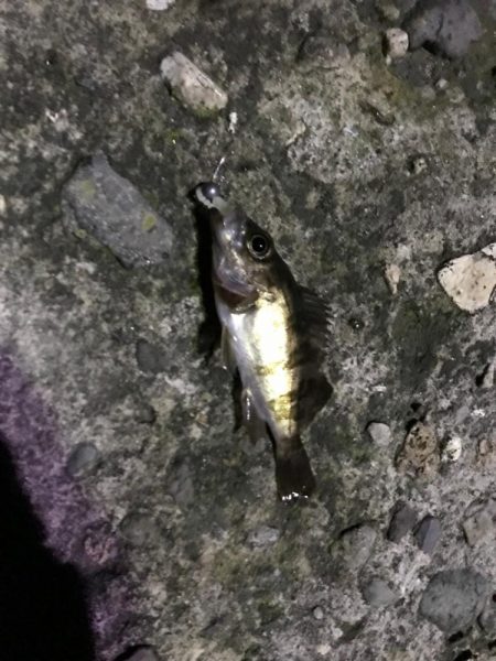 アジングのはずが