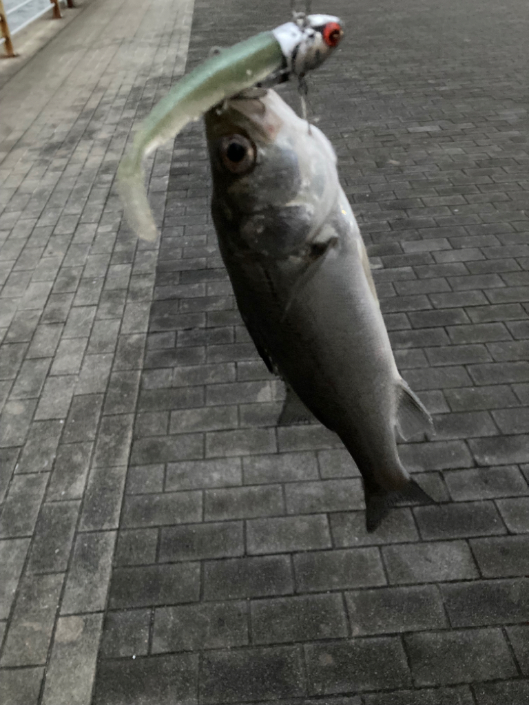 入魂出来ました