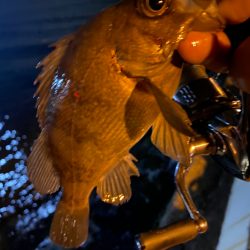 シャローフリークでメバリング