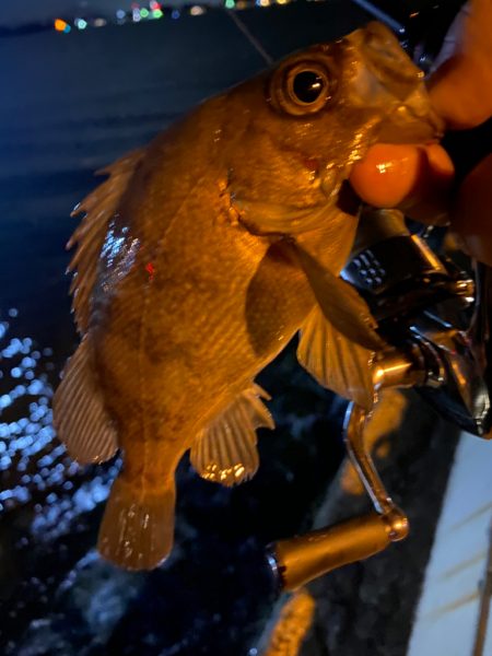 シャローフリークでメバリング