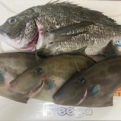 今年初激寒フカセ