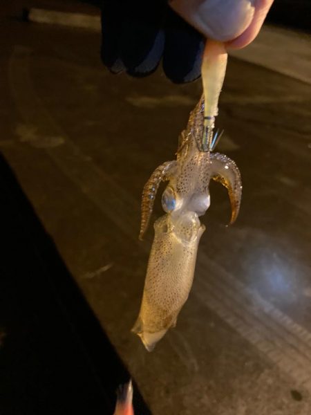 なかなか釣れない