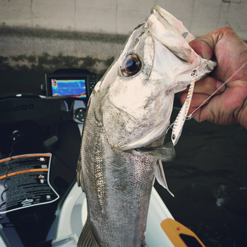 極寒シーバスゲーム