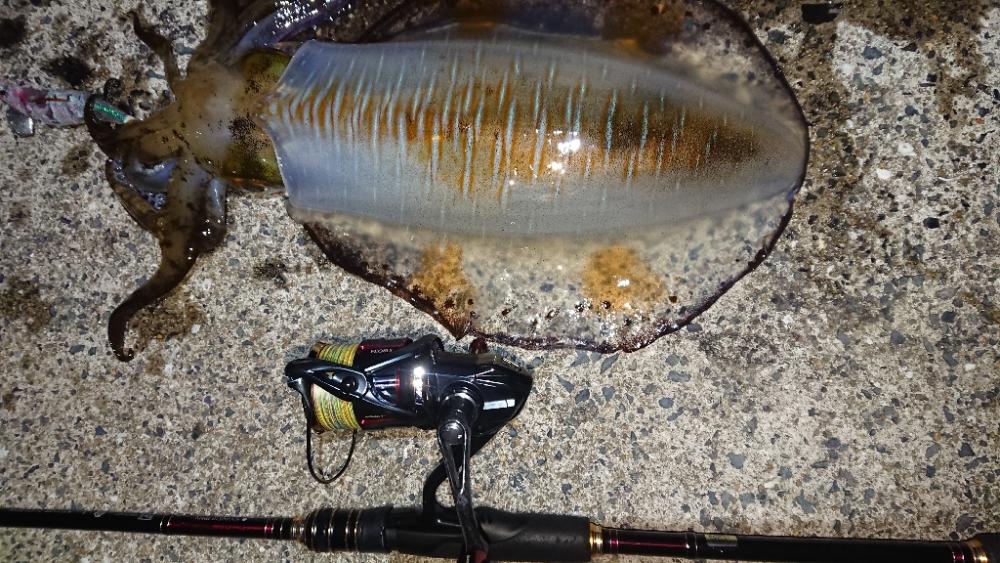 対馬エギング釣果……⑧