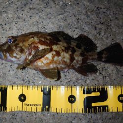 ウキ釣り、ちょい投げ、時々メバリング