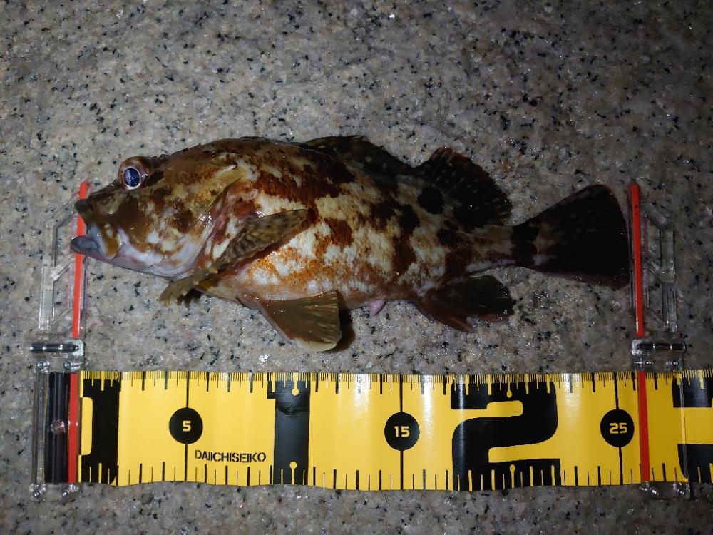 ウキ釣り、ちょい投げ、時々メバリング