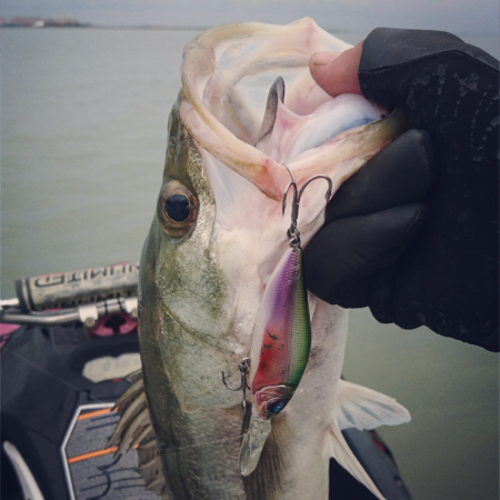 朝のシーバスゲーム