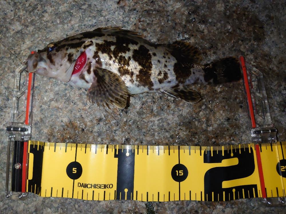 サーフでのウキ釣りとメバリング