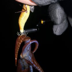 アジング練習368 烏賊まだ居てるよ