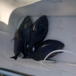 樫野でグレ釣り