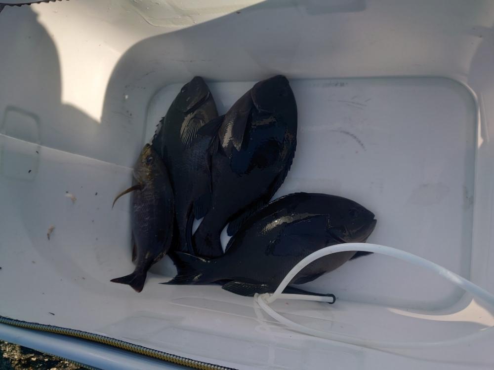 樫野でグレ釣り