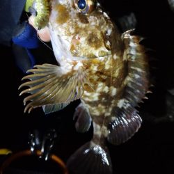 癒しのガッシー