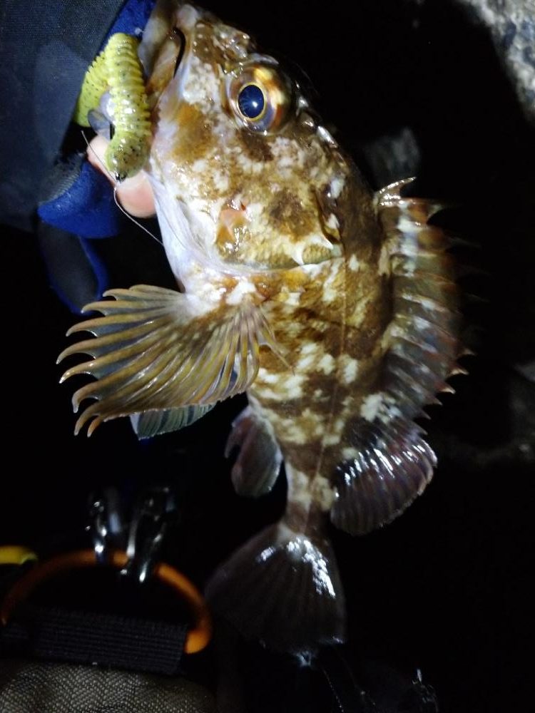 癒しのガッシー