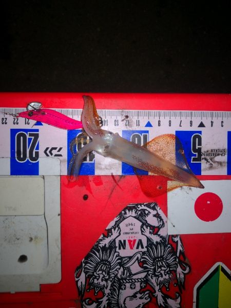 アジング練習367  ライトエギング