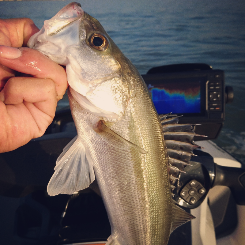 真冬のシーバスゲーム