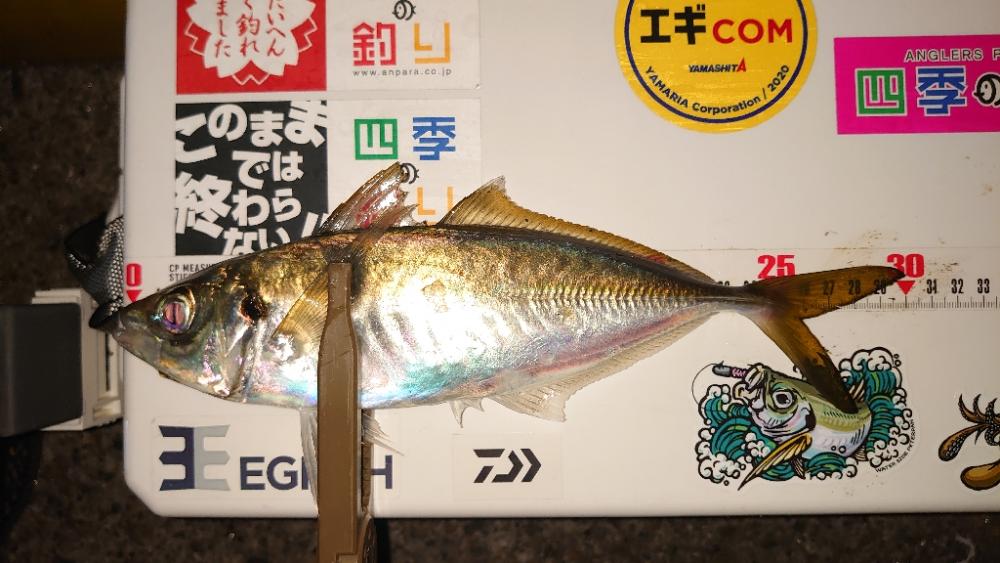 仕事終わり釣行