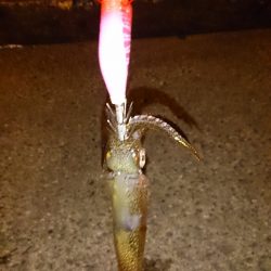 ヒイカエギング