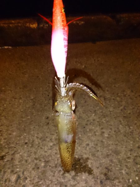 ヒイカエギング